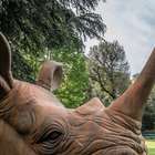 <p>Stefano Bombardieri - Rhino's Head - Fiberglass - 500x270x270 cm.</p>